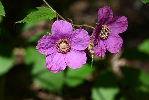 2025-06169023 Acton Arboretum, MA